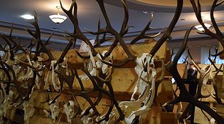 Oceny prawidłowości odstrzału byków jeleni i daniela Rudy 2014