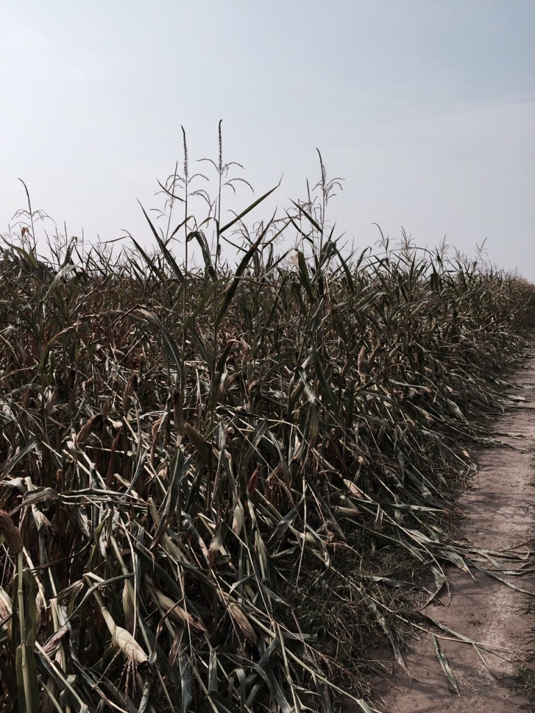 Uprawa kukurydzy w Kleszczowie po nawałnicy